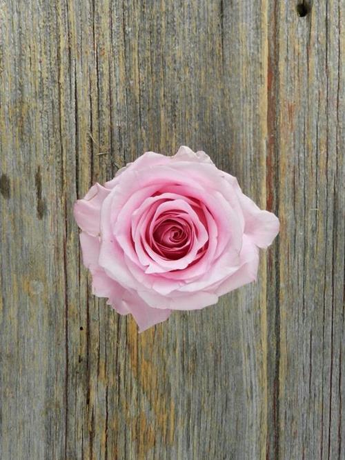 IMPRESSION  PINK ROSES